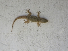 Tarentola mauritanica