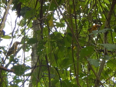 Pteroglossus bailloni