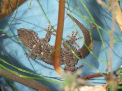 Tarentola mauritanica