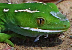 Naultinus