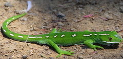 Naultinus