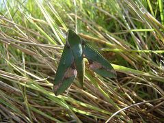 Xylophanes chiron nechus