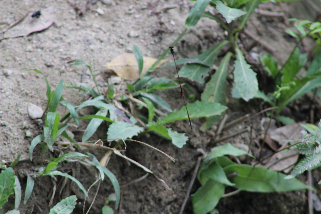 Ruddy Threadtail
