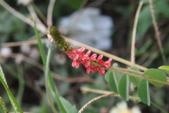Indigofera hirsuta