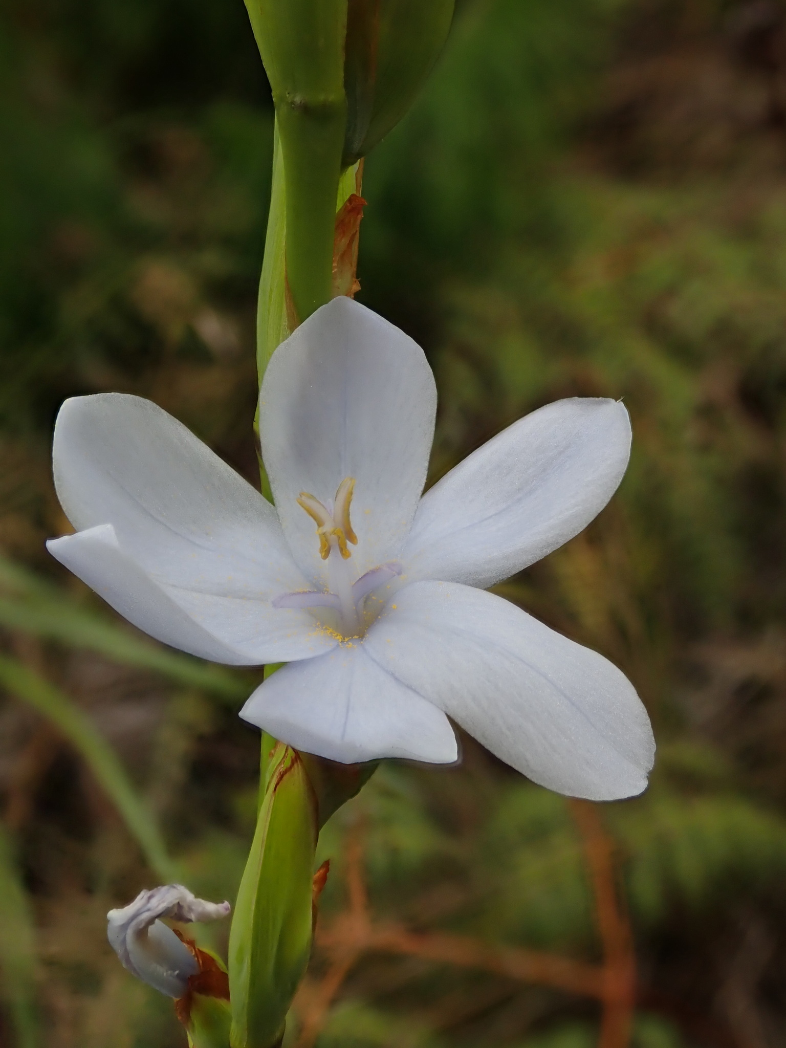 Orthrosanthus chimboracensis image