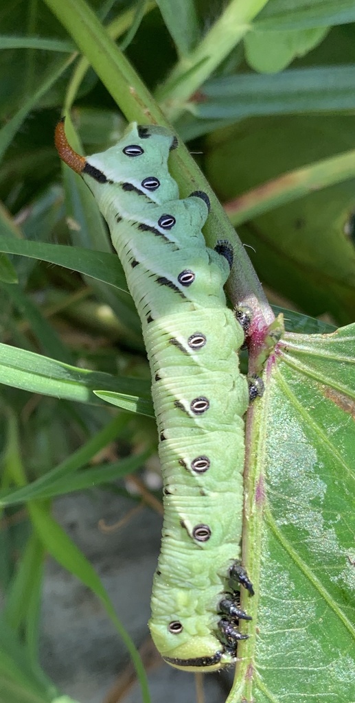 Sphinx Moths in April 2023 by Stephanie Haygarth. A hawk moth but ...