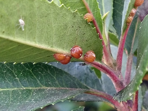 European Fruit Scale photo 2