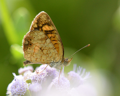 Phyciodes graphica