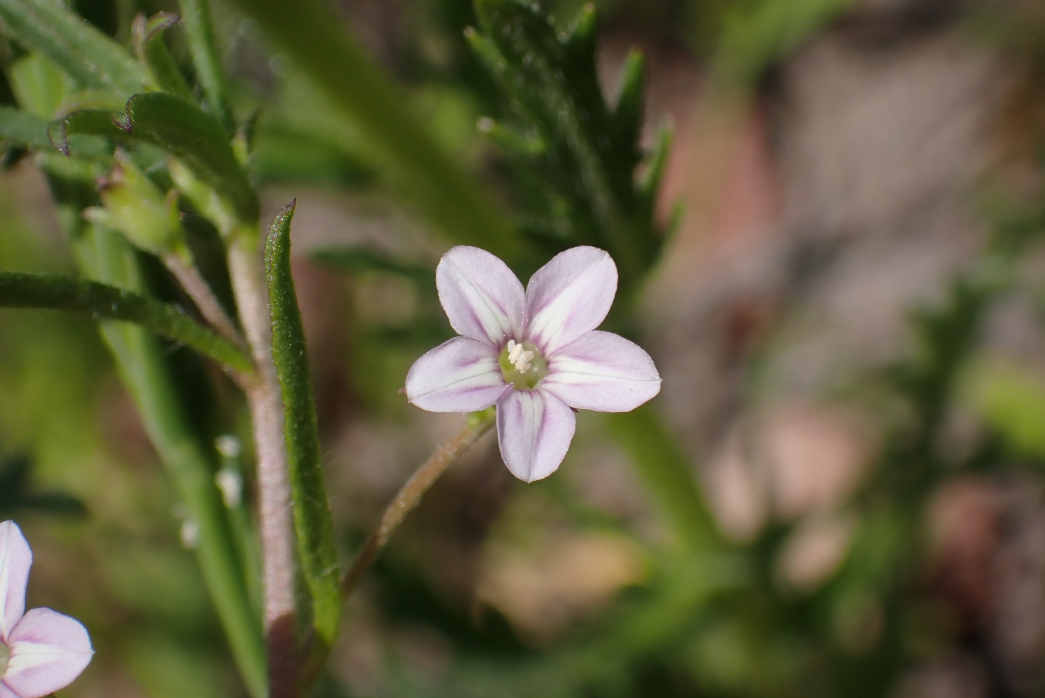 Convolvulus simulans