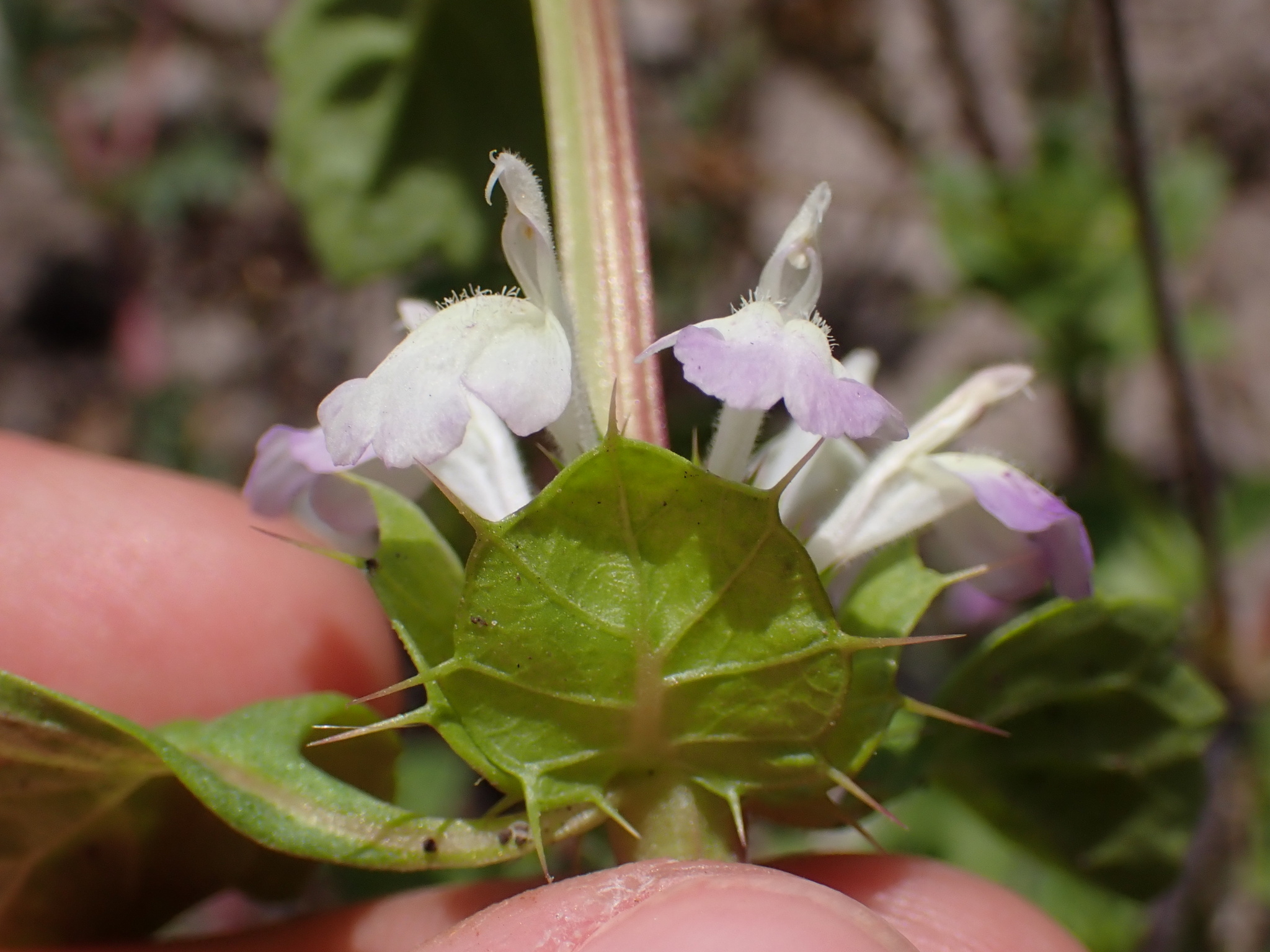 Acanthomintha ilicifolia