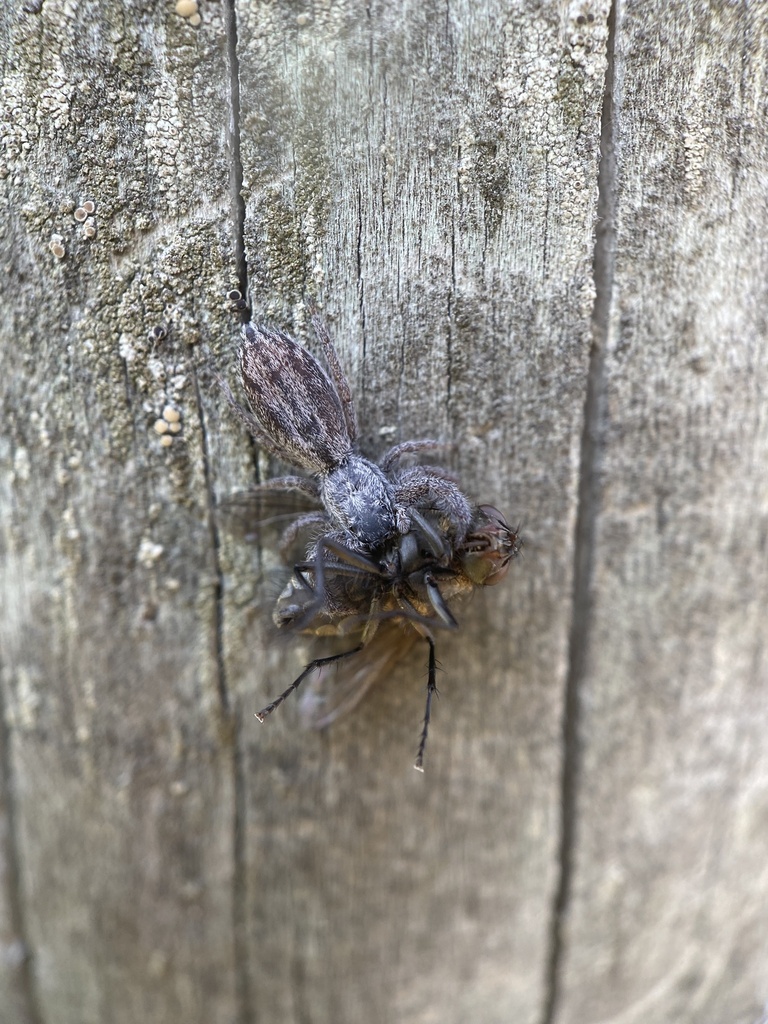 Holoplatys from Te Waipounamu/South Island, Leeston, Canterbury, NZ on