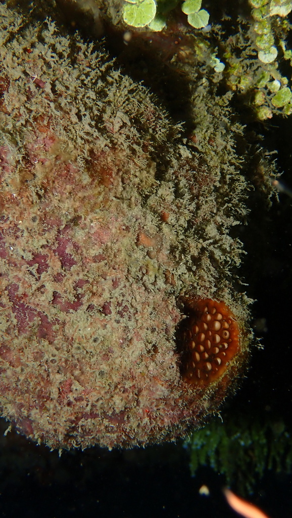 White Sponge