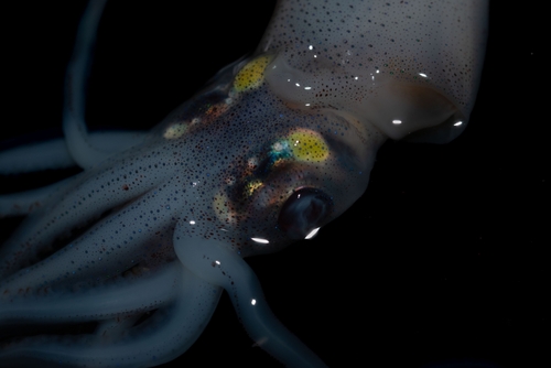 eye-flash squid