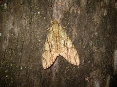 Cocytius lucifer
