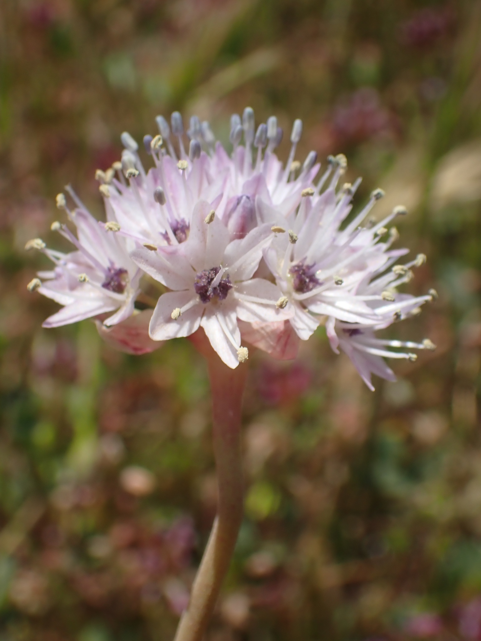 Allium howellii var. howellii