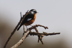 Phoenicurus moussieri