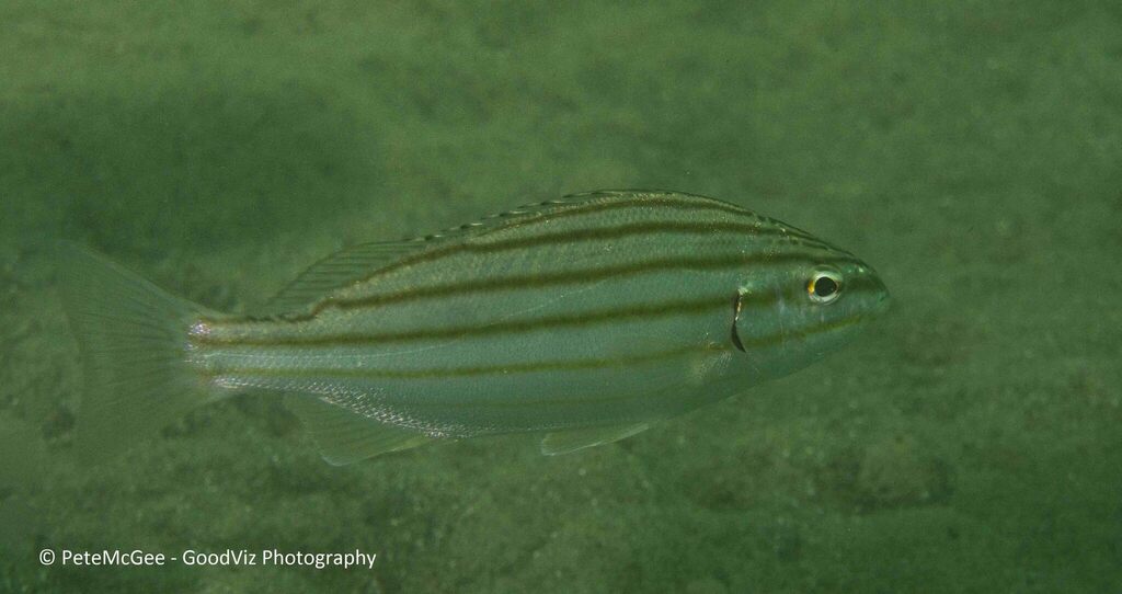 Eastern Striped Grunter from Chowder Bay, New South Wales, Australia on