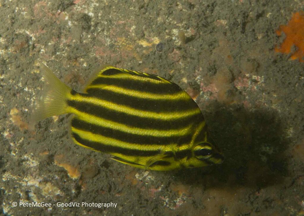 EastAustralian Stripey from Chowder Bay, New South Wales, Australia on