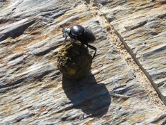 Scarabaeus laticollis