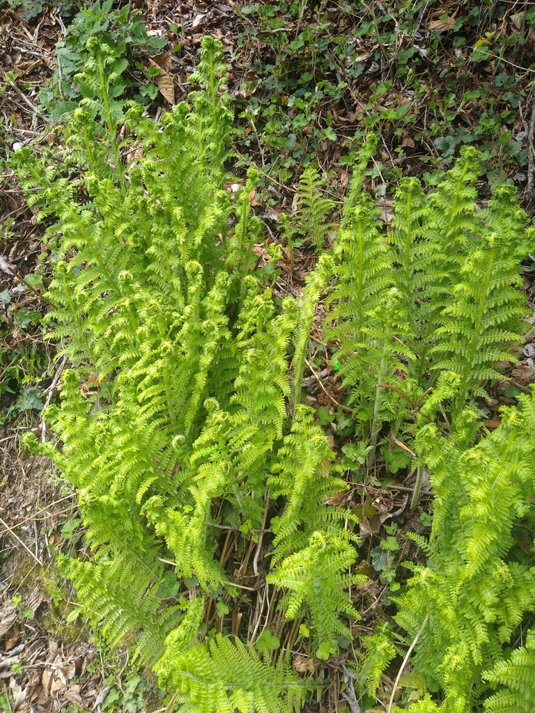 Dennstaedtia appendiculata