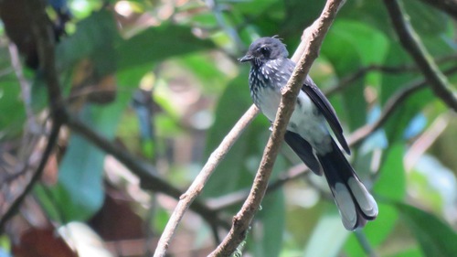 Rhipidura perlata observed 2020-06-02