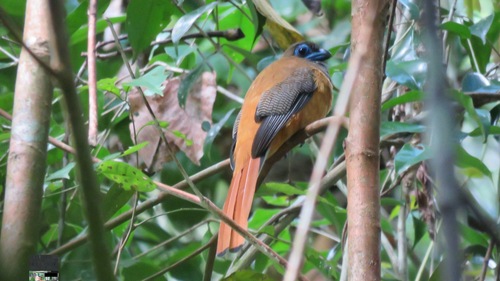 Harpactes kasumba observed 2020-06-02