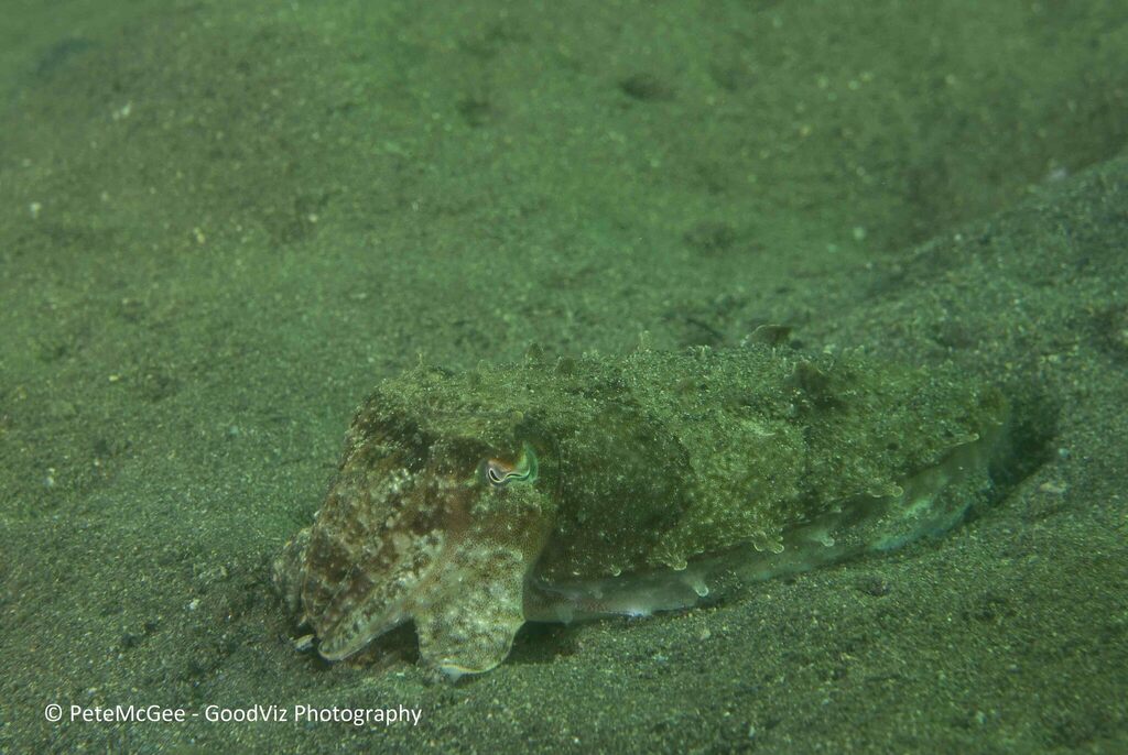 Mourning Cuttlefish from Chowder Bay, New South Wales, Australia on