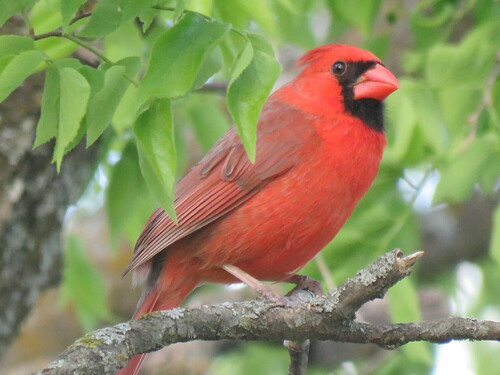 Northern Cardinal photographed in Kansas