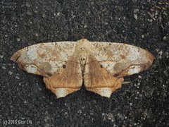 Chorodna pallidularia