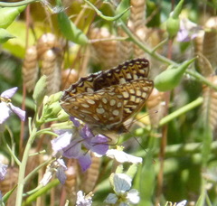 Speyeria callippe callippe