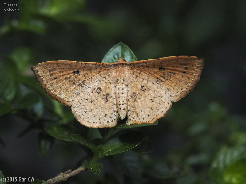 Herimba decussata