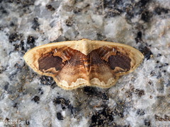 Lipomelia subusta