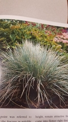 Helictotrichon sempervirens