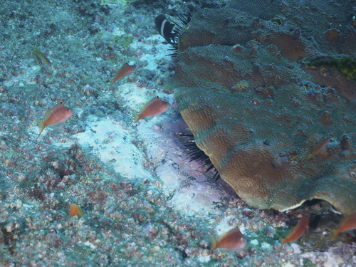 Foto de Pez halcón punteado (Cyprinocirrhites polyactis)