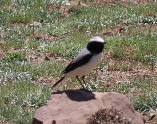 Collalba del Atlas (Oenanthe seebohmi)