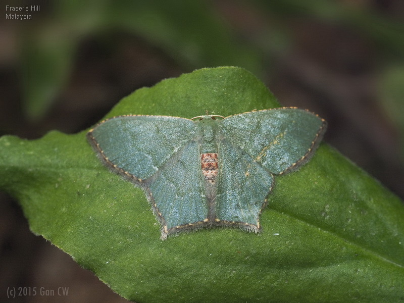 Hemithea