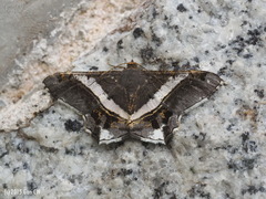 Chiasmia nora