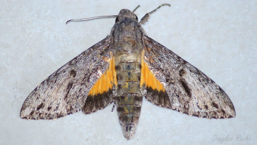 Isognathus scyron