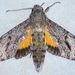 Isognathus scyron - Photo (c) Douglas Eduardo Rocha, some rights reserved (CC BY-NC-ND), uploaded by Douglas Eduardo Rocha