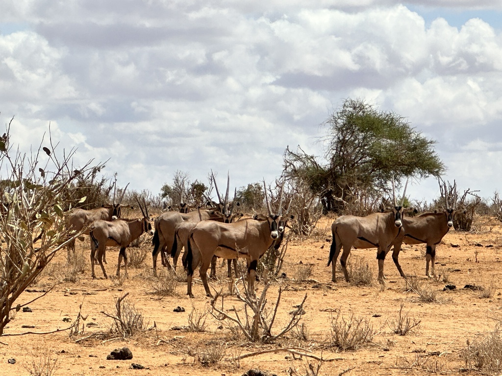 Oryxes Fringe-eared Oryx in March 2023 by Ray Yan · iNaturalist