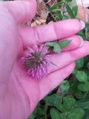Trifolium pratense