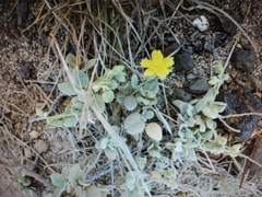 Helianthemum gorgoneum