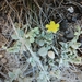 Helianthemum gorgoneum - Photo (c) Paulo Vasconcelos, some rights reserved (CC BY-NC), uploaded by Paulo Vasconcelos