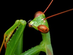 South African Mantis