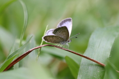 Pseudozizeeria maha okinawana