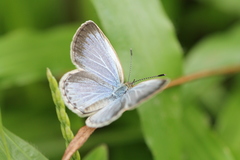Pseudozizeeria maha okinawana