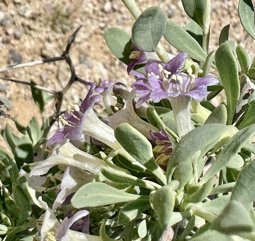 Pale desert-thorn (Lycium pallidum)