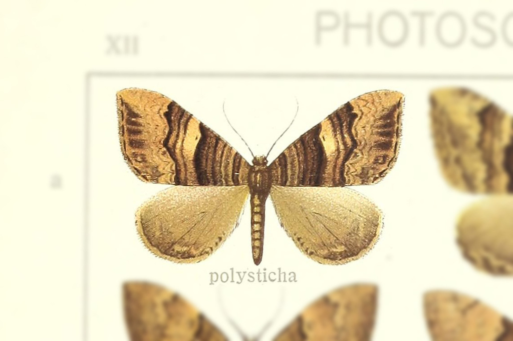 Photoscotosia polysticha