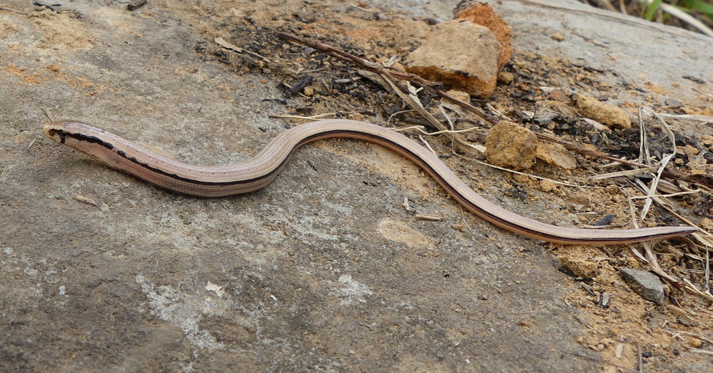 Asian Glass Lizard from Phuba thapham 1, Manipur 795015, India on April ...