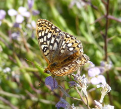 Speyeria callippe callippe